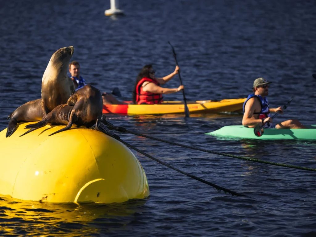 wildlife kayak tour in Mission Bay