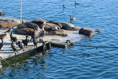 mission bay kayak rental, Marine Wildlife Encounters: Getting Up Close with San Diego's Marine Life