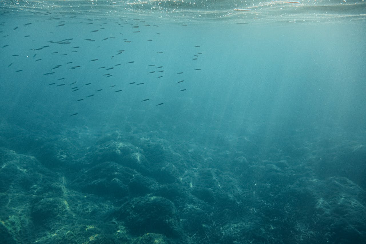 Clear Bottom Kayak Rentals in San Diego Explore Marine Life